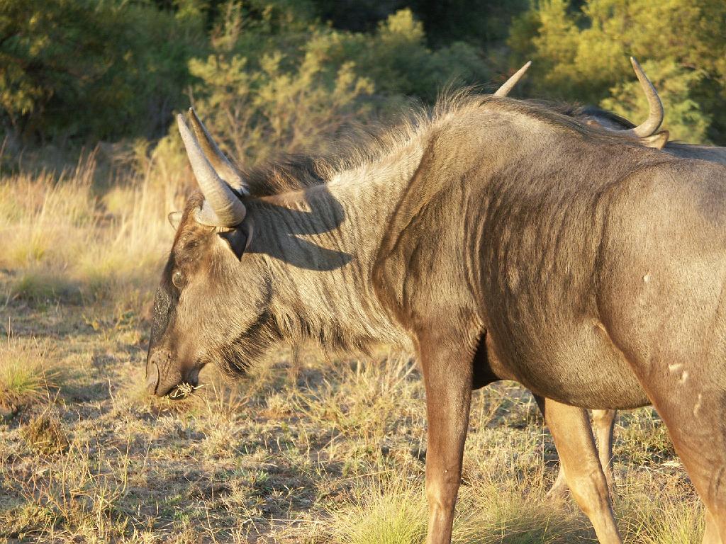 090516_Pilanesberg 322.jpg